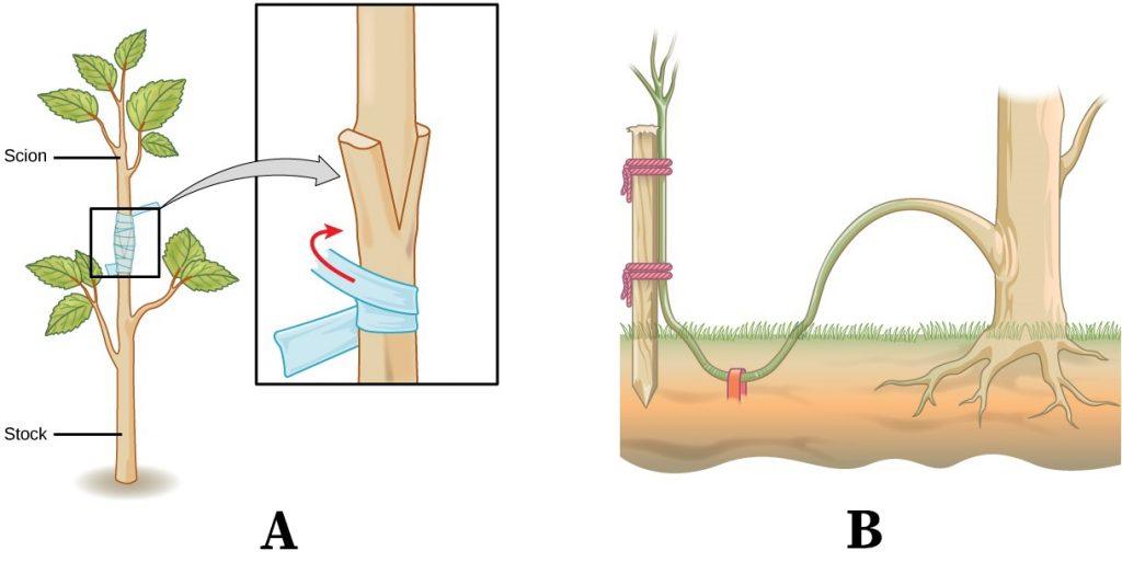 Reproductive Biology in Crop Plants Part One Plantlet
